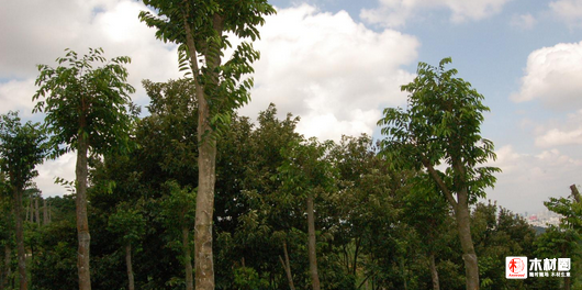 木材圈 anywood.com